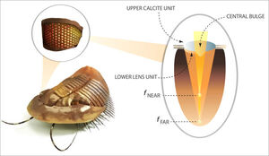 Inspired by Prehistoric Creatures, NIST Researchers Make Record-Setting Lenses