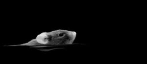 The limits of vision: seeing shadows in the dark