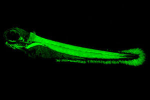 How Electric Fish Were Able to Evolve Electric Organs