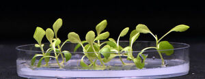 Artificial photosynthesis can produce food without sunshine