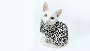 New Fur For The Quantum Cat. Quantum Materials: Entanglement Of Many Atoms Discovered For The First Time
