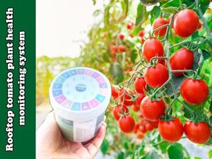 Rooftop tomato plant monitoring system