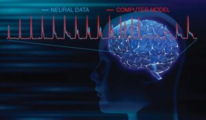 Rare electrical recordings from within the human brain give new picture of neural activity