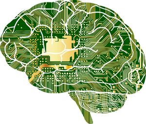 Our brains use quantum computation