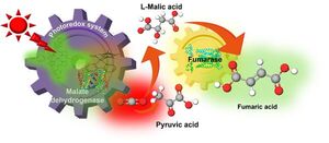 Artificial photosynthesis uses sunlight to make biodegradable plastic