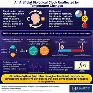 Mimicking an Enigmatic Property of Circadian Rhythms through an Artificial Chemical Clock