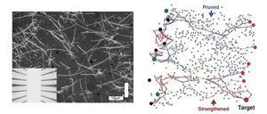 Nanowire networks learn and remember like a human brain